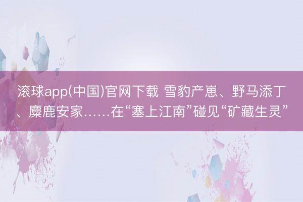 滚球app(中国)官网下载 雪豹产崽、野马添丁、麋鹿安家……在“塞上江南”碰见“矿藏生灵”
