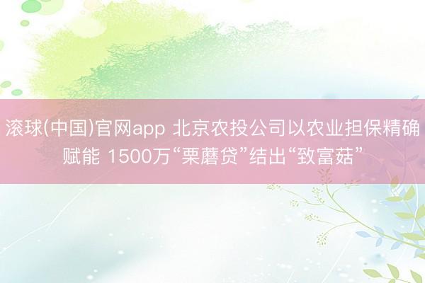 滚球(中国)官网app 北京农投公司以农业担保精确赋能 1500万“栗蘑贷”结出“致富菇”